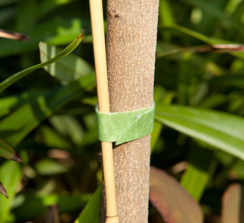 Velcro Plant Tie