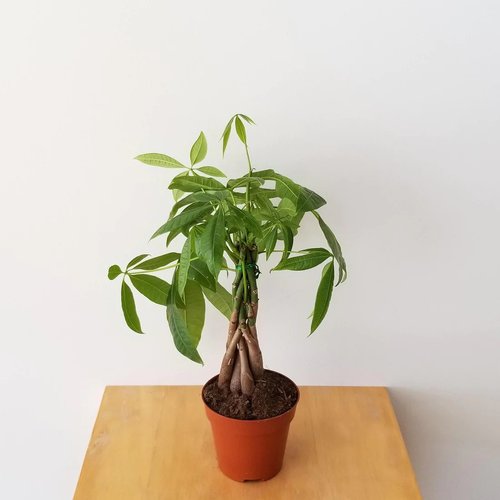 Pachira (40cm) -Indoor Plant
