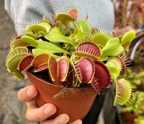 Venus Fly Trap – Al Haarith Plants and Gardens