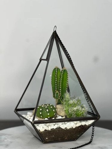 Cactus Terrarium #2