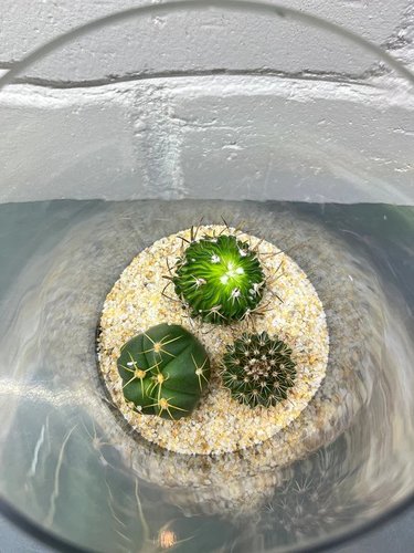 Cactus Terrarium #3