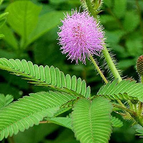 Mimosa Plant ( Shame Plant )