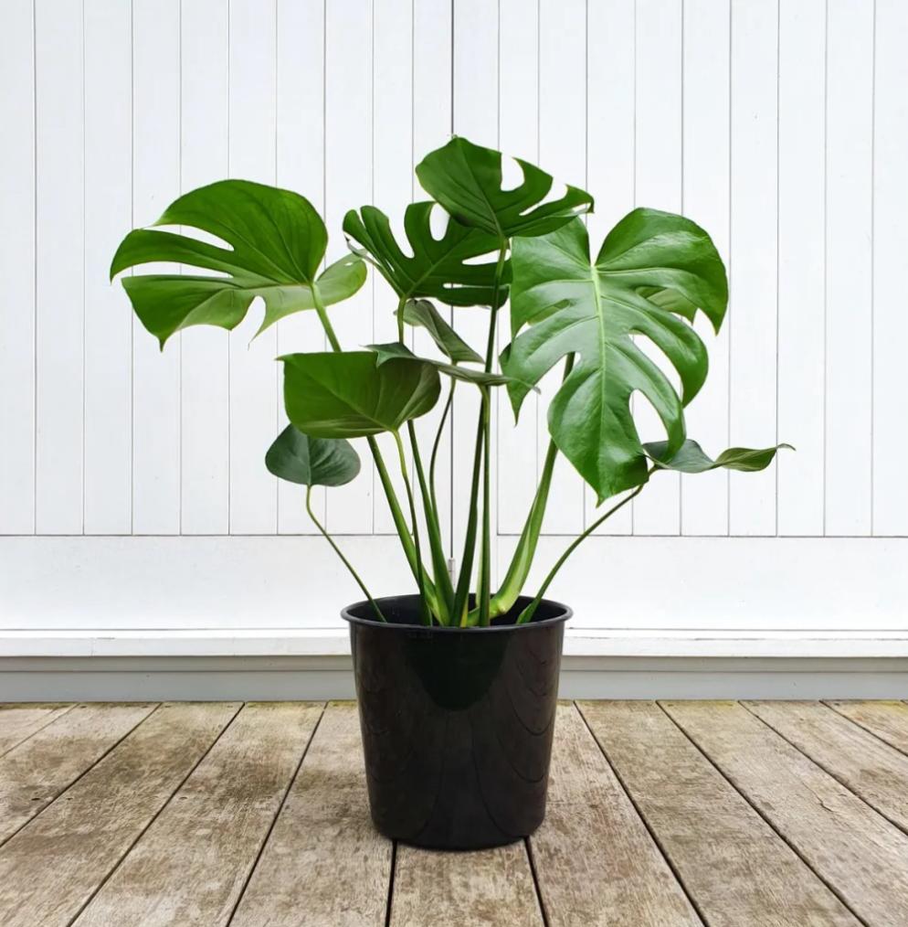 Monstera