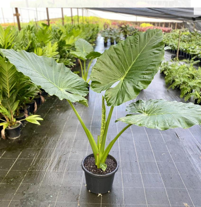 Elephant Ear Plant