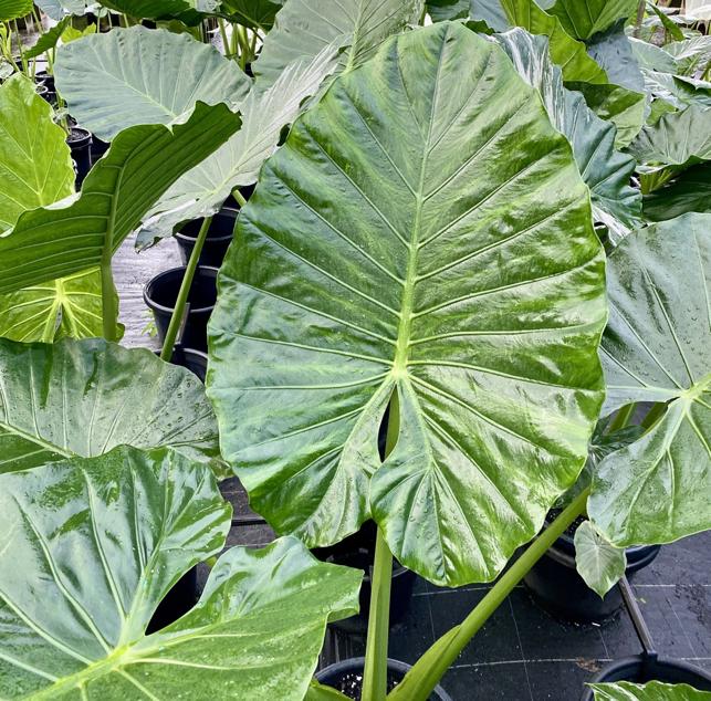 Elephant Ear Plant