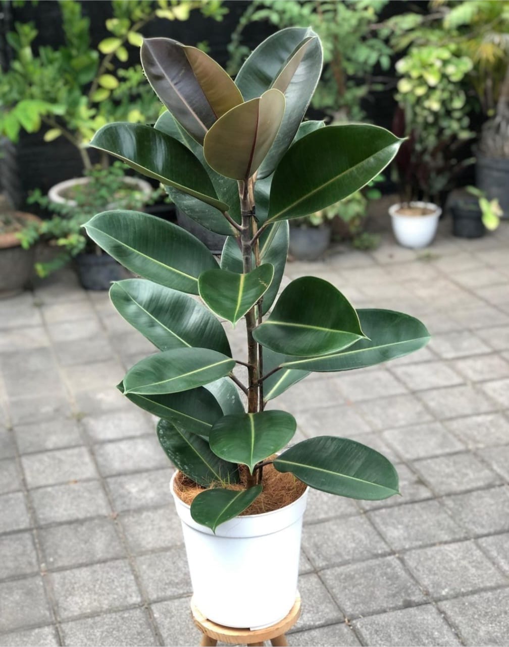 Ficus elastica Robusta