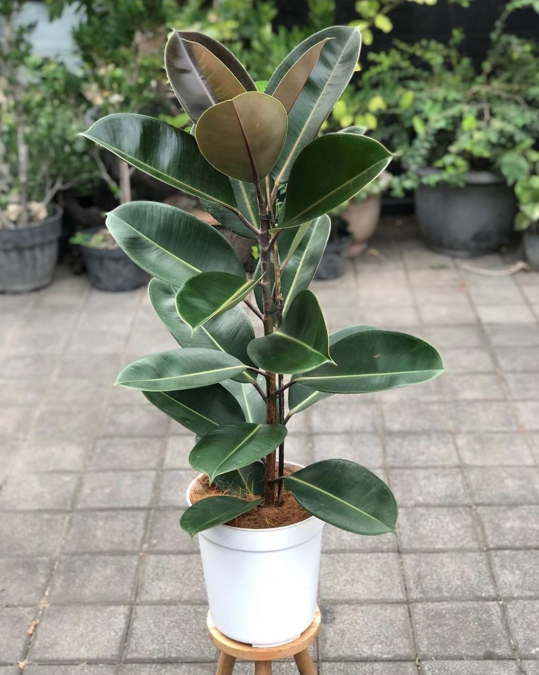 Ficus elastica Robusta