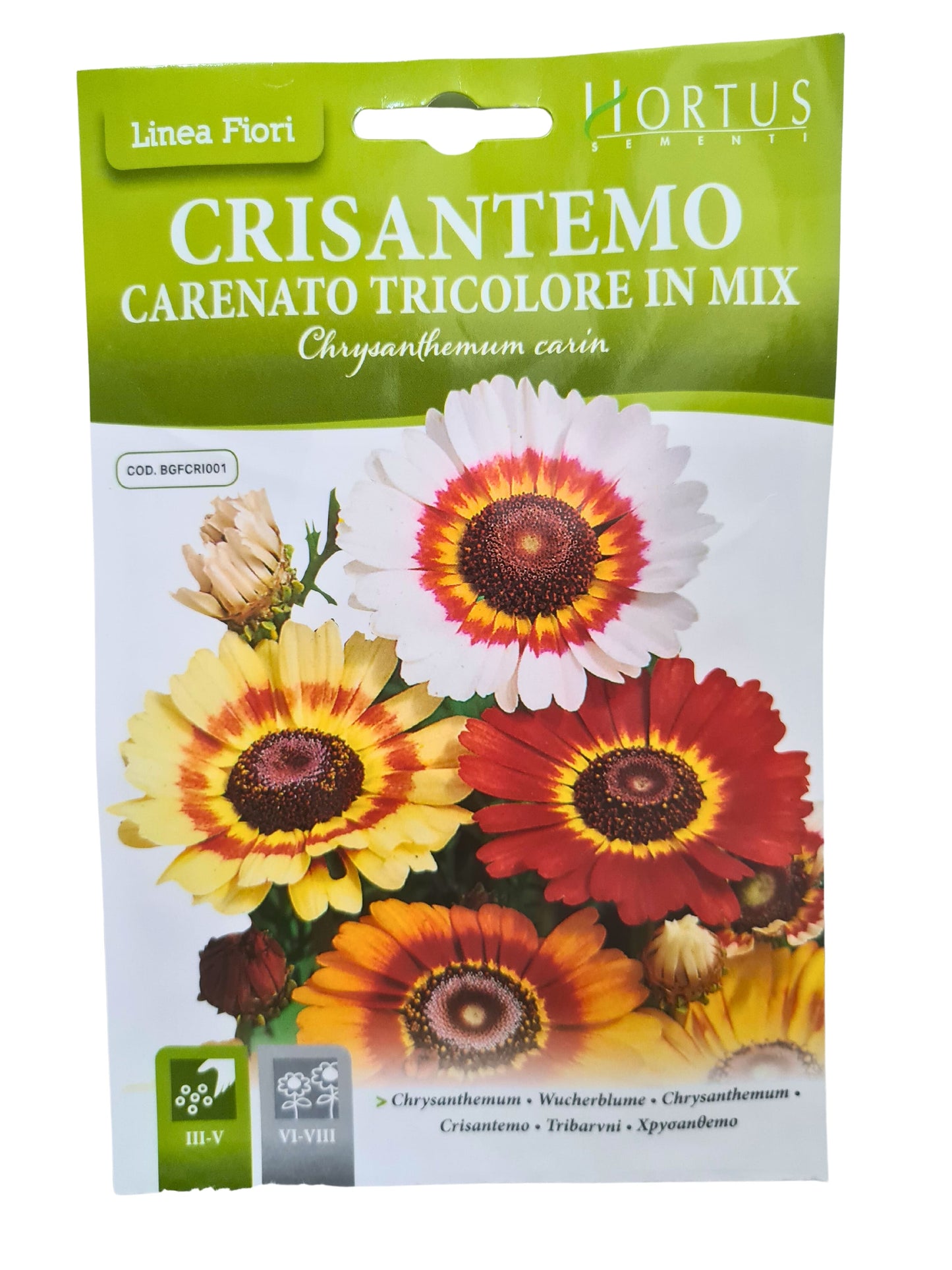 Chrysanthemum Seeds