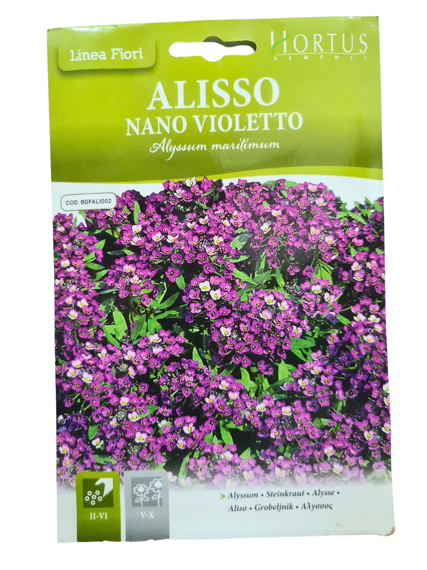 Alyssum (Nano Violetto) Seeds