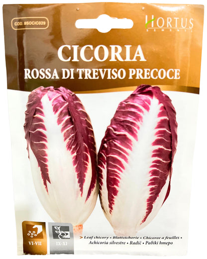 Leaf Chicory (Rossa Di Treviso Precoce) Seeds