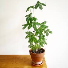 Mimosa Plant ( Shame Plant )