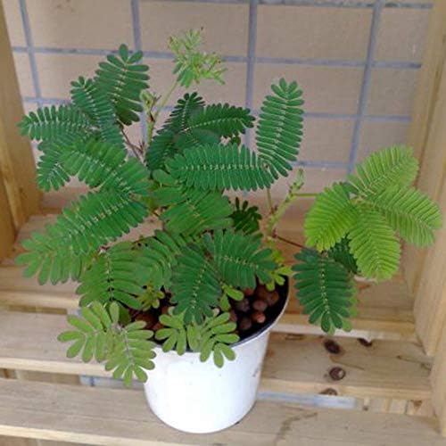 Mimosa Plant ( Shame Plant )