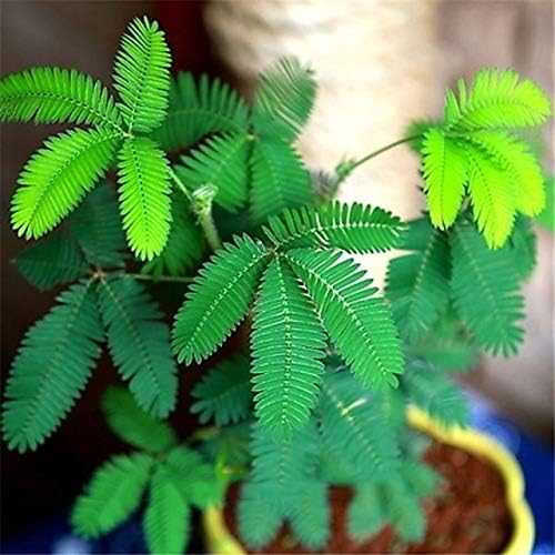 Mimosa Plant ( Shame Plant )