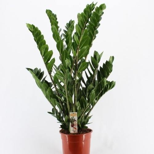 Zamioculcas Zamiifolia (90 cm) - Indoor Plant