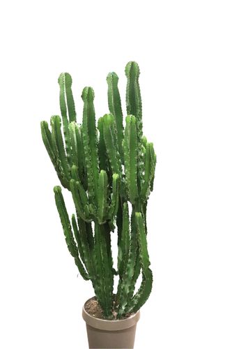 Euphorbia Eritrea (185cm) - Indoor Plant