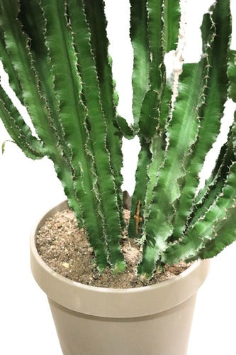 Euphorbia Eritrea (185cm) - Indoor Plant