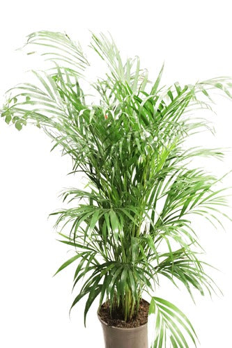 Areca Palm - Indoor Plant