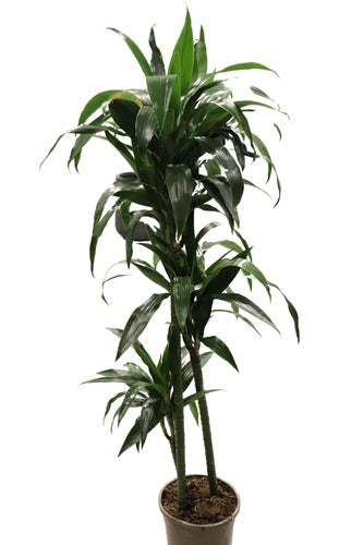 Dracaena Massangeana (130 cm) - Indoor Plant