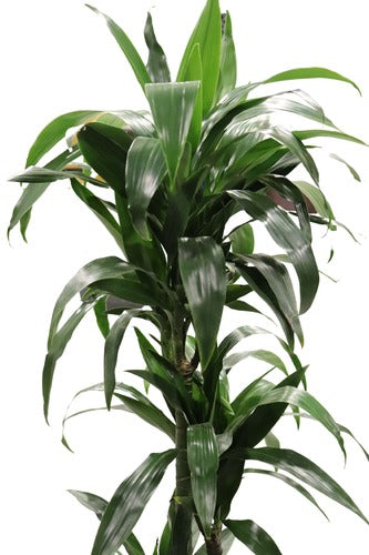 Dracaena Massangeana (130 cm) - Indoor Plant