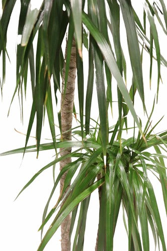 Dracaena Der Janet (150 cm) - Indoor Plant