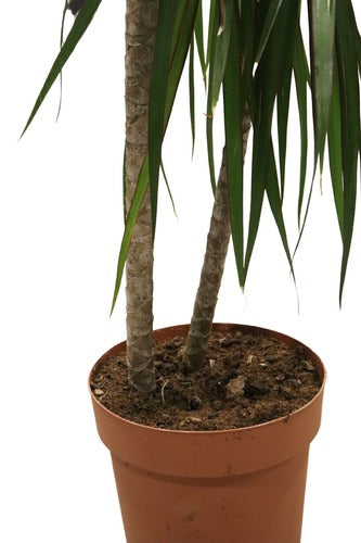 Dracaena Der Janet (150 cm) - Indoor Plant