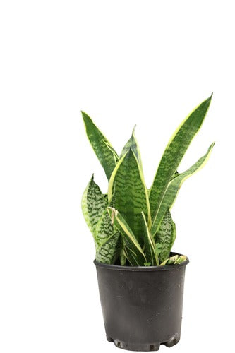 Sansevieria (25 cm) - Indoor Plant