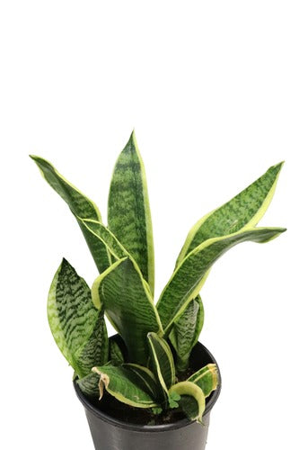 Sansevieria (25 cm) - Indoor Plant