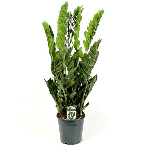 Zamioculcas Zamiifolia (95 cm) - Indoor Plant