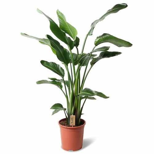 Strelitzia Nicolai (145 cm) - Indoor Plant