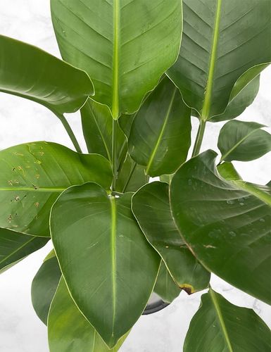 Strelitzia Nicolai (145 cm) - Indoor Plant