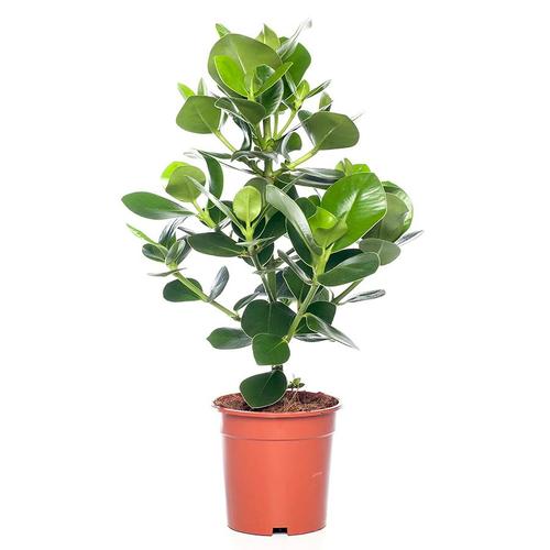 Clusia Rosea Princess (60cm) - Indoor Plant