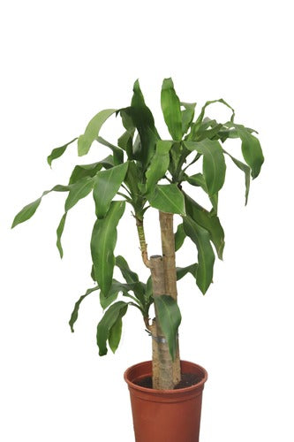 Massangeana (60cm) - Indoor Plant