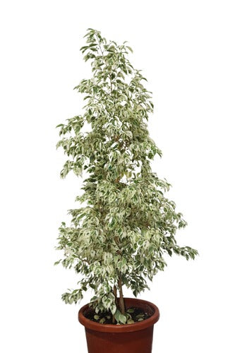 Ficus Benjamina (115cm) - Indoor Plant