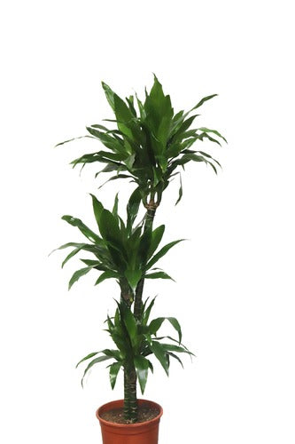 Dracaena Janet (90cm) - Indoor Plant