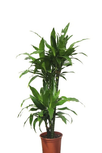 Dracaena Janet (60cm) - Indoor Plant