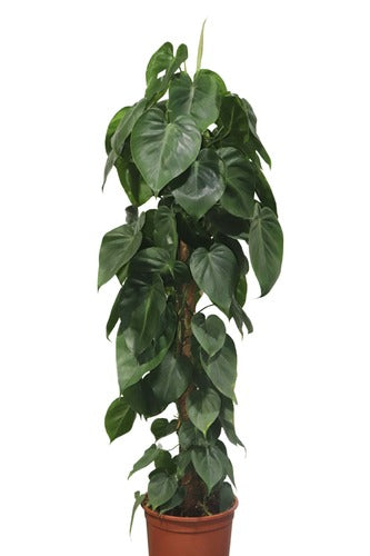 Money Plant (120 cm) - Indoor Plant