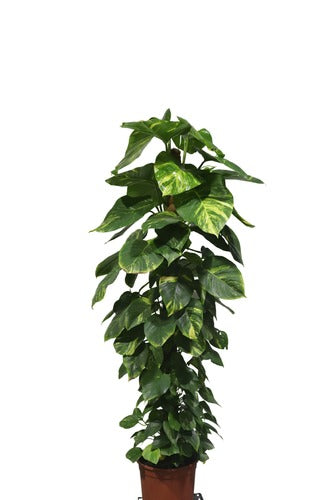 Money Plant (150 cm) - Indoor Plant