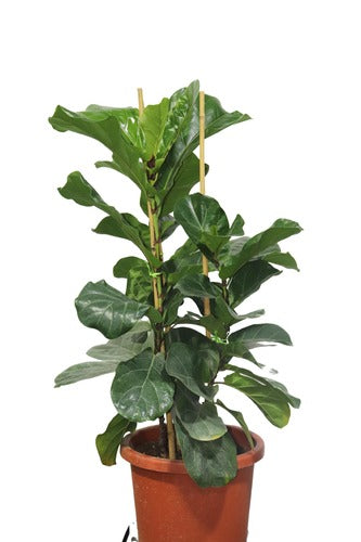 Ficus - Indoor Plant