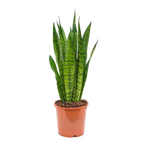 Sansevieria (100cm) - Indoor Plant