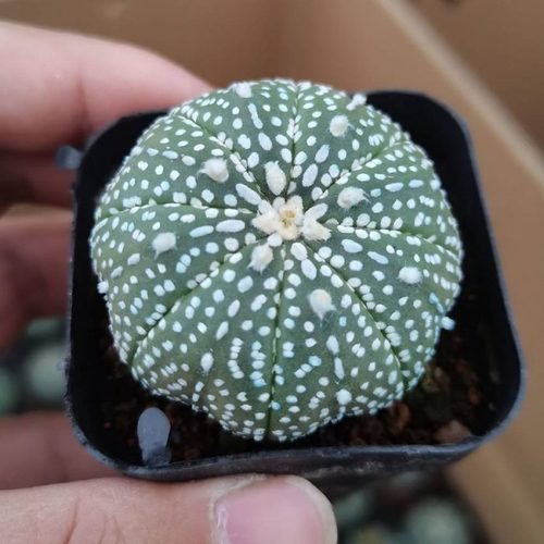 Astrophytum asterias var. super (6.5cm) - Succulent