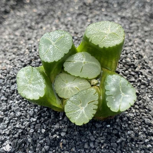 Haworthia maughanii (6.5cm Pot) - Succulent