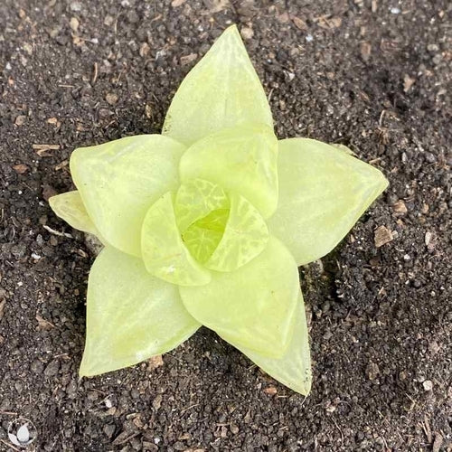 Haworthia cymbiformis f. variegata (6.5cm Pot) - Succulent