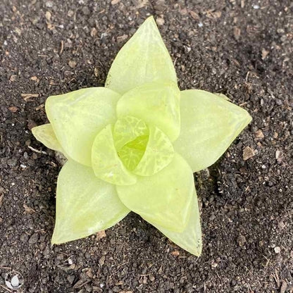 Haworthia cymbiformis f. variegata (6.5cm Pot) - Succulent