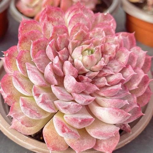 Makino Multi Head (9cm Pot) - Succulent