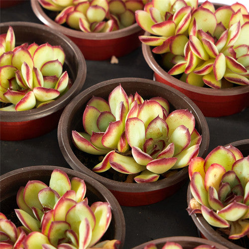 Bow Double Head (6.5cm Pot) - Succulent