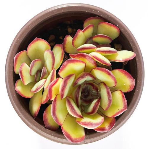 Bow Double Head (6.5cm Pot) - Succulent