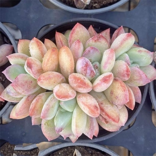 Mittal Clustering (9cm Pot) - Succulent