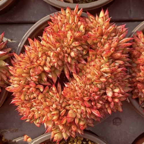 Echeveria agavoides ‘Corderoyi’.Cristate (12cm Pot) - Succulent