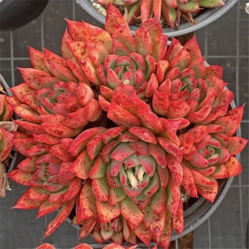 Giselle Clustering (12cm Pot) - Succulent