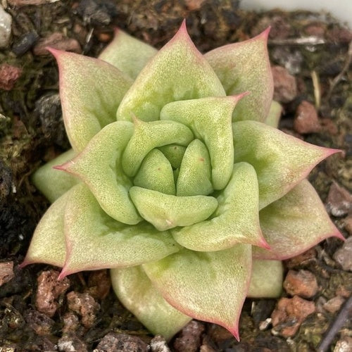 Maria (9cm Pot) - Succulent